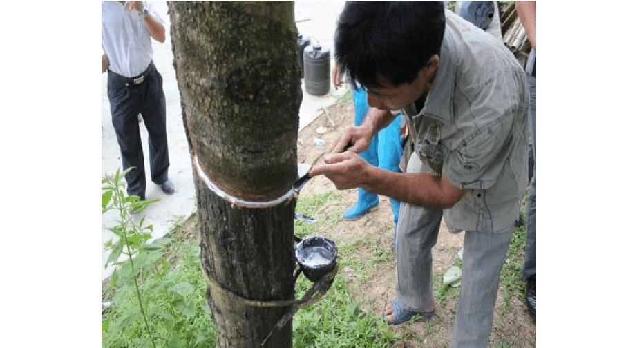 天然橡膠初加工設(shè)備和生產(chǎn)過程